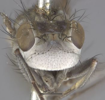Media type: image;   Entomology 11180 Aspect: head frontal view
